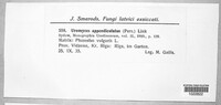 Uromyces appendiculatus image
